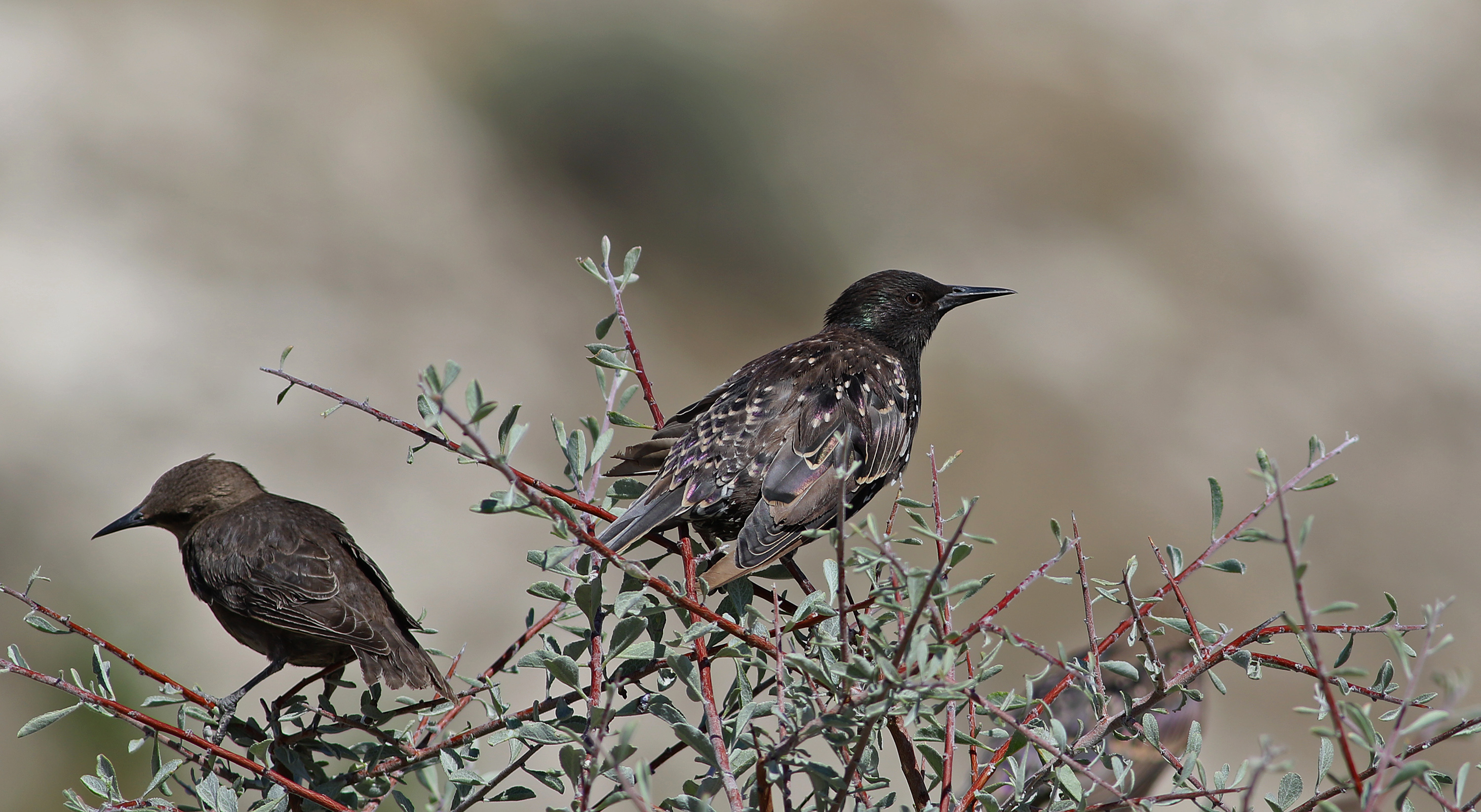 European Starling — Ana fotoğraf